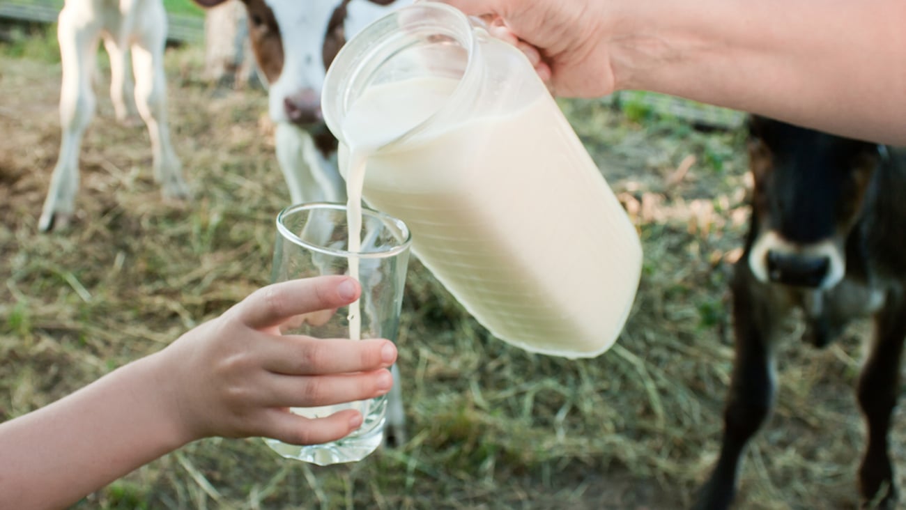 milk being poured into a clear glass with cows seen in the background