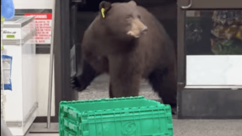 bear walks into a store