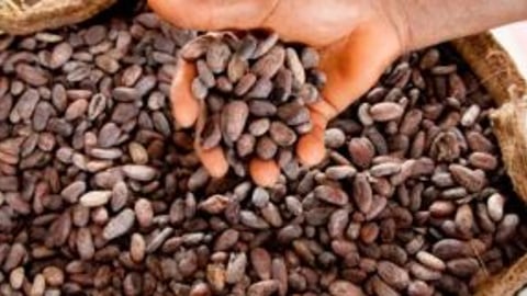 Cocoa Seeds teaser