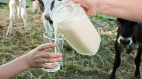 milk being poured into a clear glass with cows seen in the background
