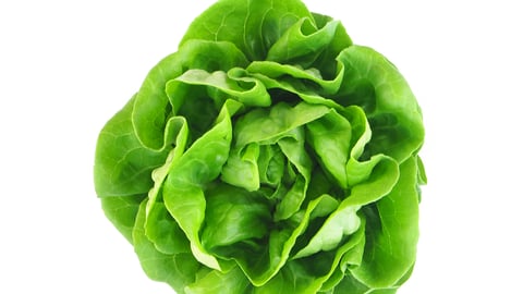 lettuce head