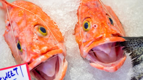 Two fish from Seattle Fish Market