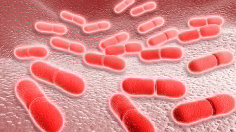Microscopic view of Listeria monocytogenes.
