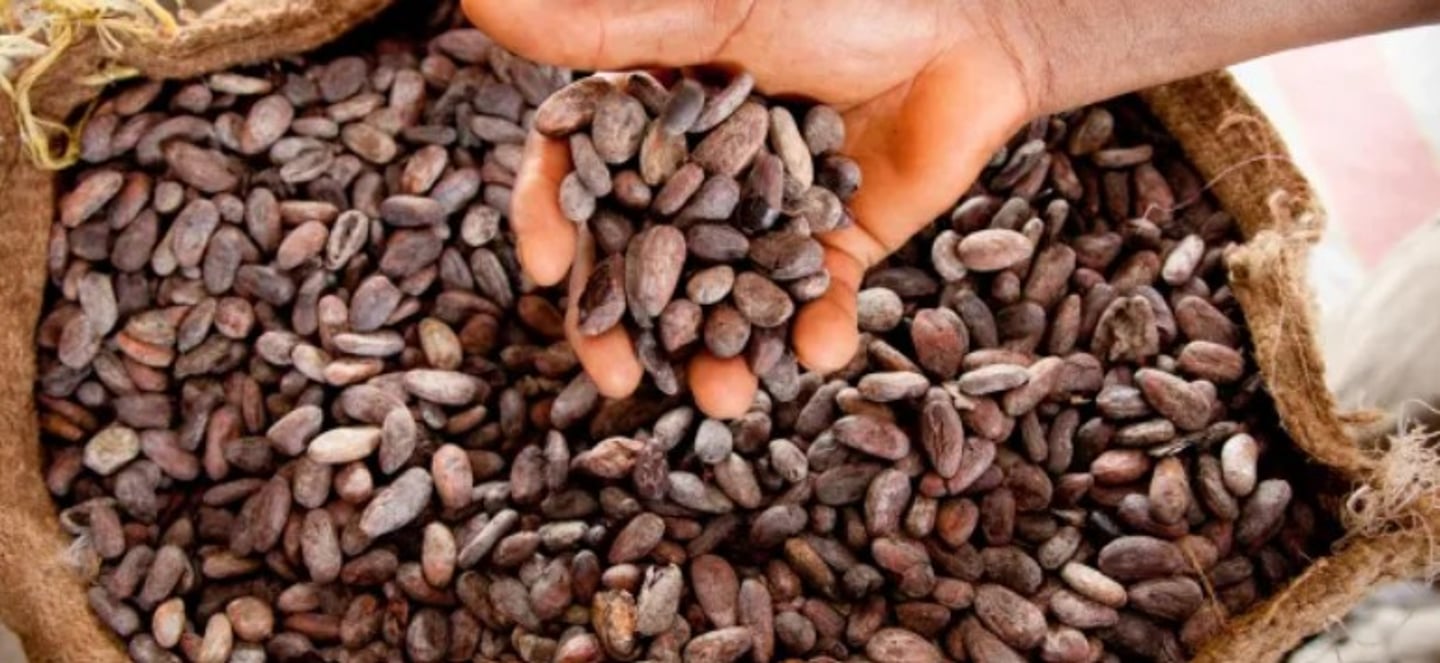Cocoa beans