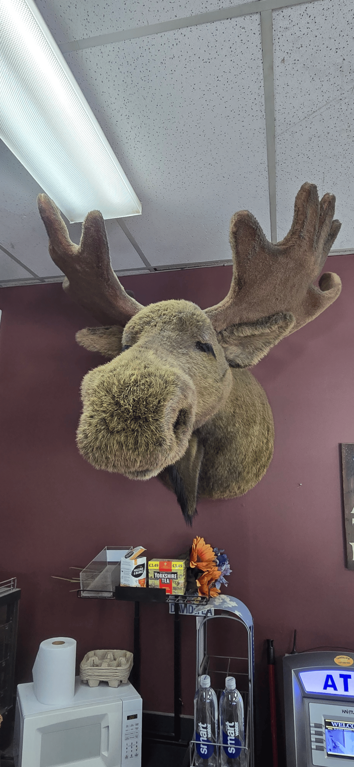 Fuzzy moose head mountain on the wall inside Mountain Mart
