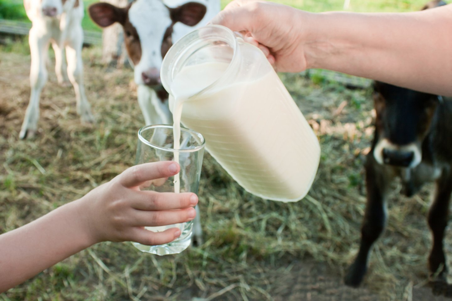 milk being poured into a clear glass with cows seen in the background