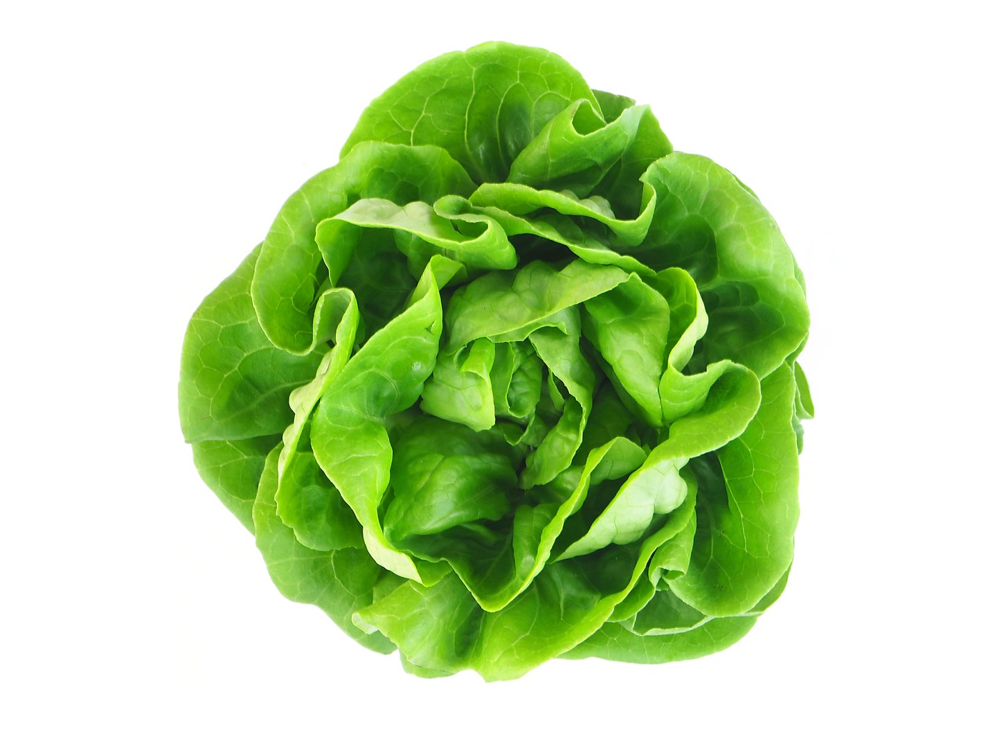 lettuce head