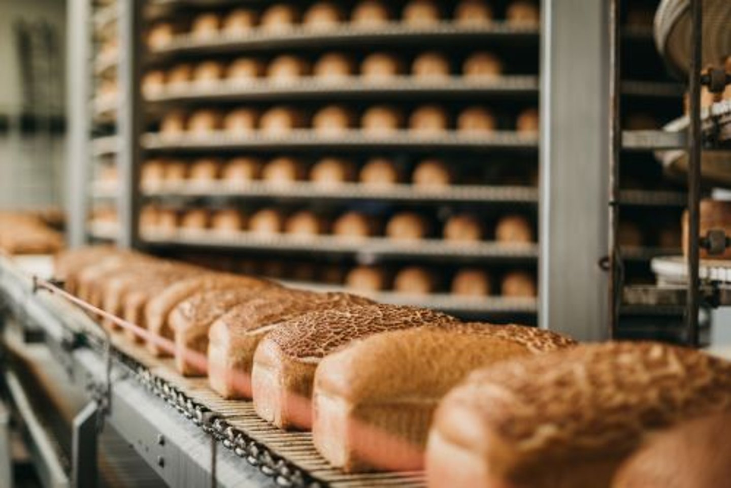 Baked Bread on Conveyor Belt Stock Image