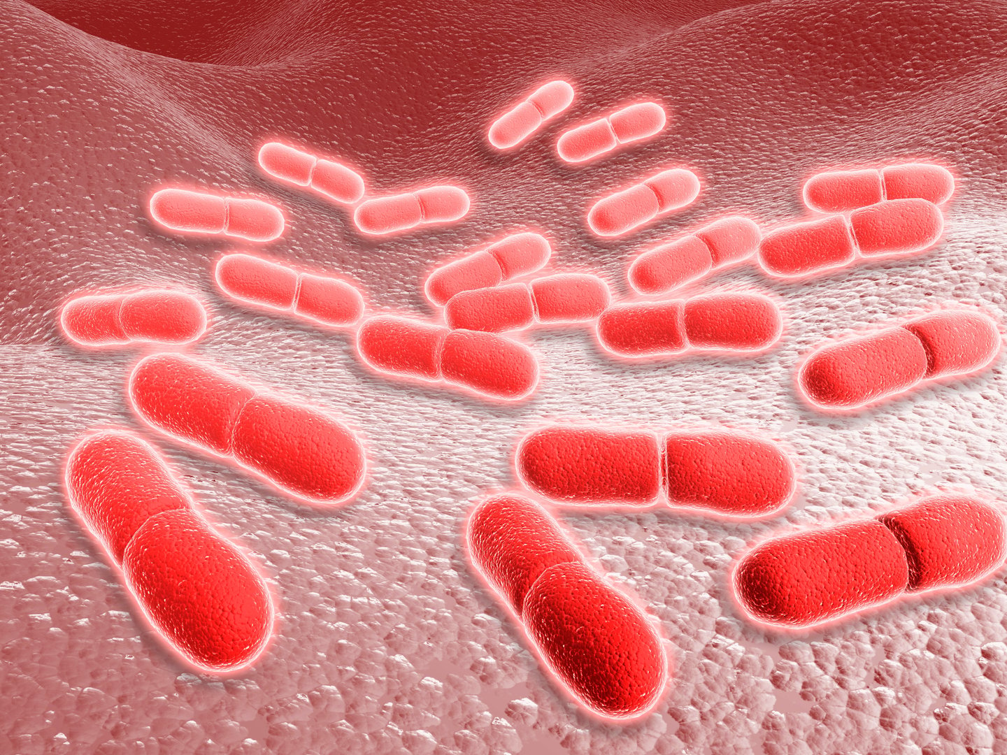 Microscopic view of Listeria monocytogenes.