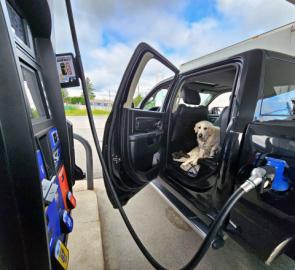 Dog in car while it is being refuelled