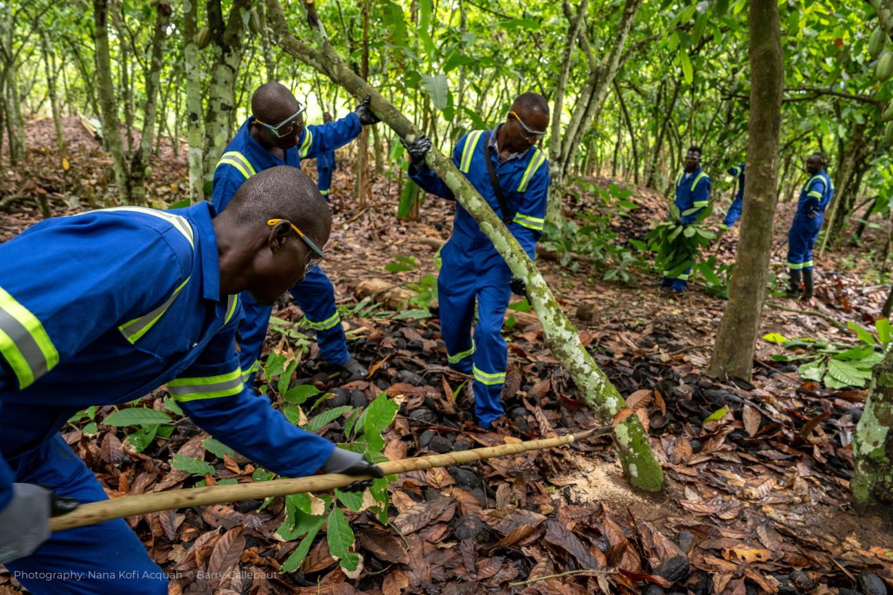 Pruning by a team of farm workers