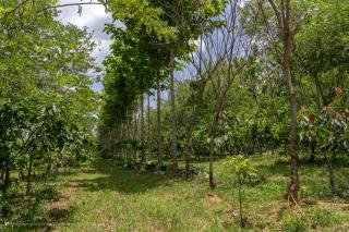 Demo farm near Tiassalé in Ivory Coast